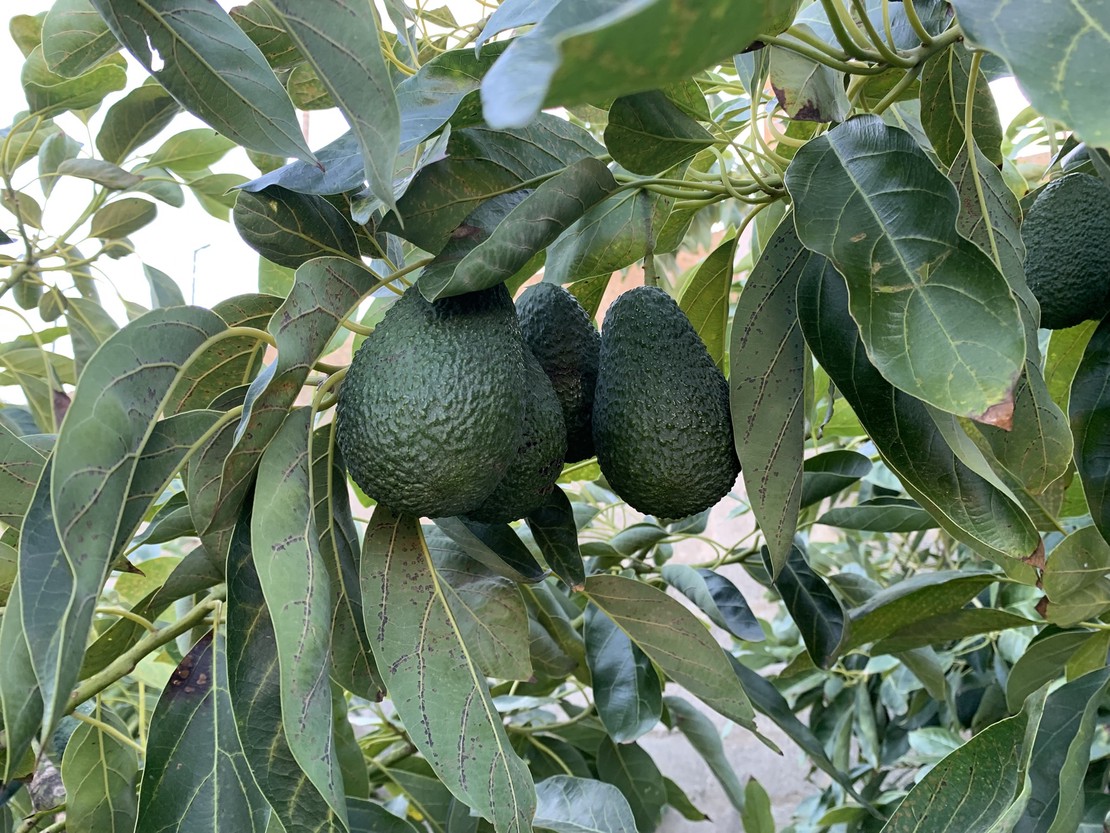 Aguacates ecológicos de Motril