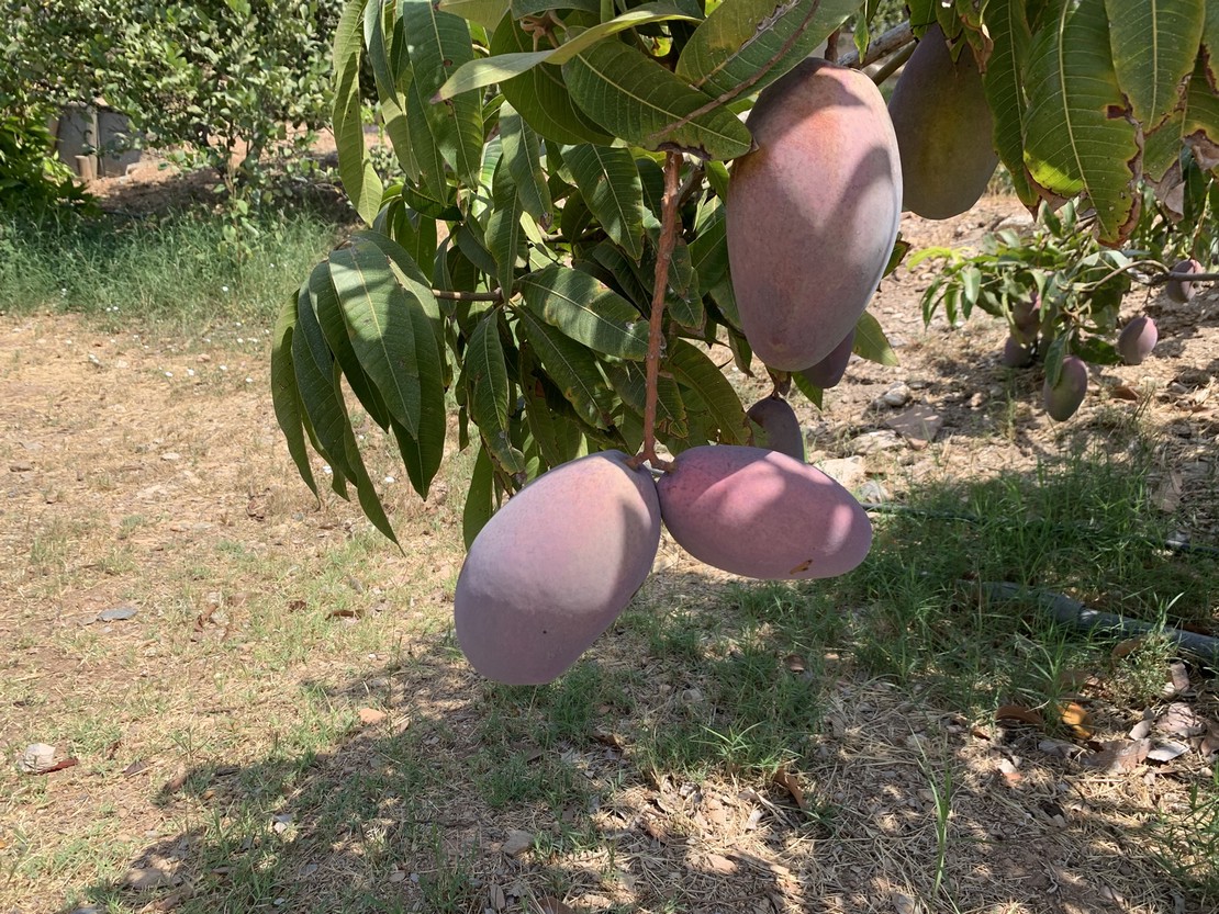 Mangos ecológicos de Motril