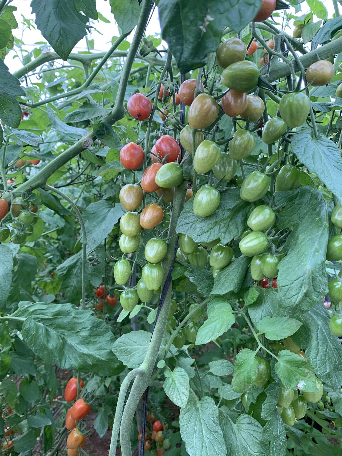 Tomates cherry ecológicos de Motril