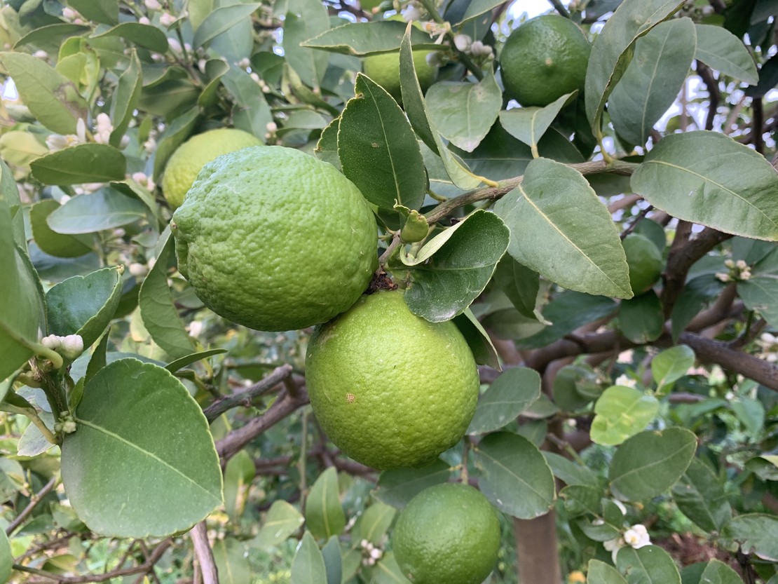 Producto ecologico: Limas de Motril