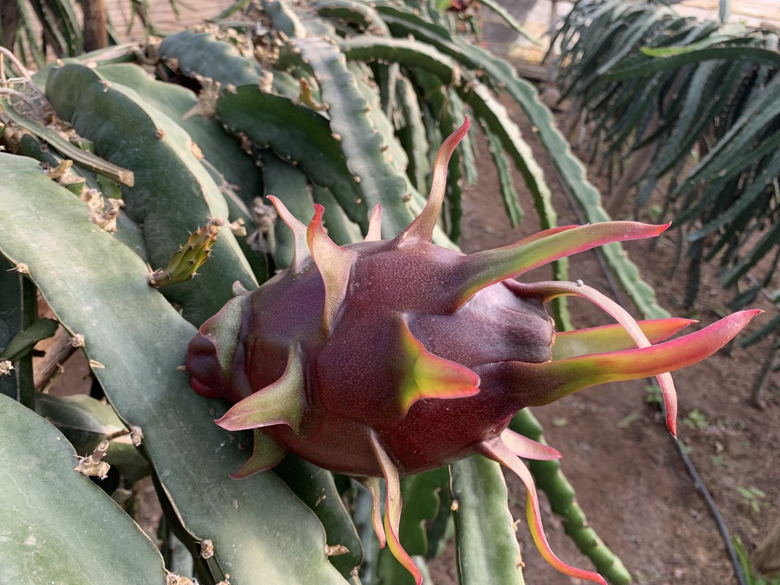 Producto ecologico: Pitayas de Motril