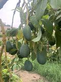 Aguacates Ecológicos thumbnail