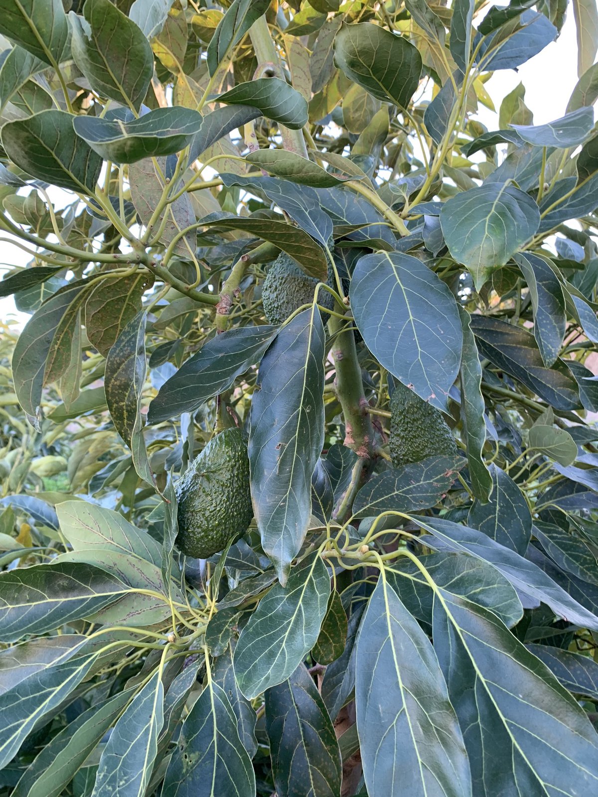 Aguacates Ecológicos