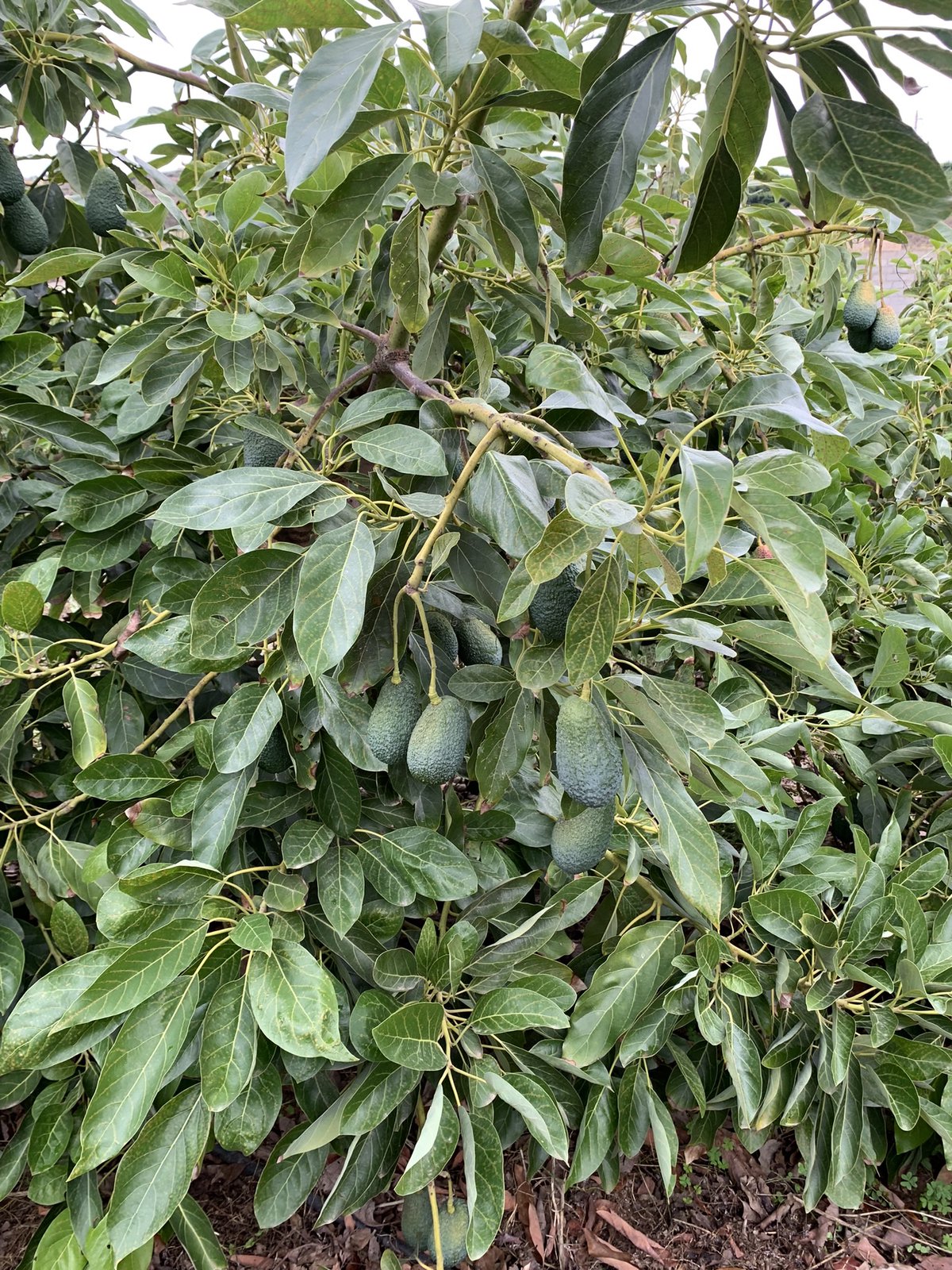 Aguacates Ecológicos