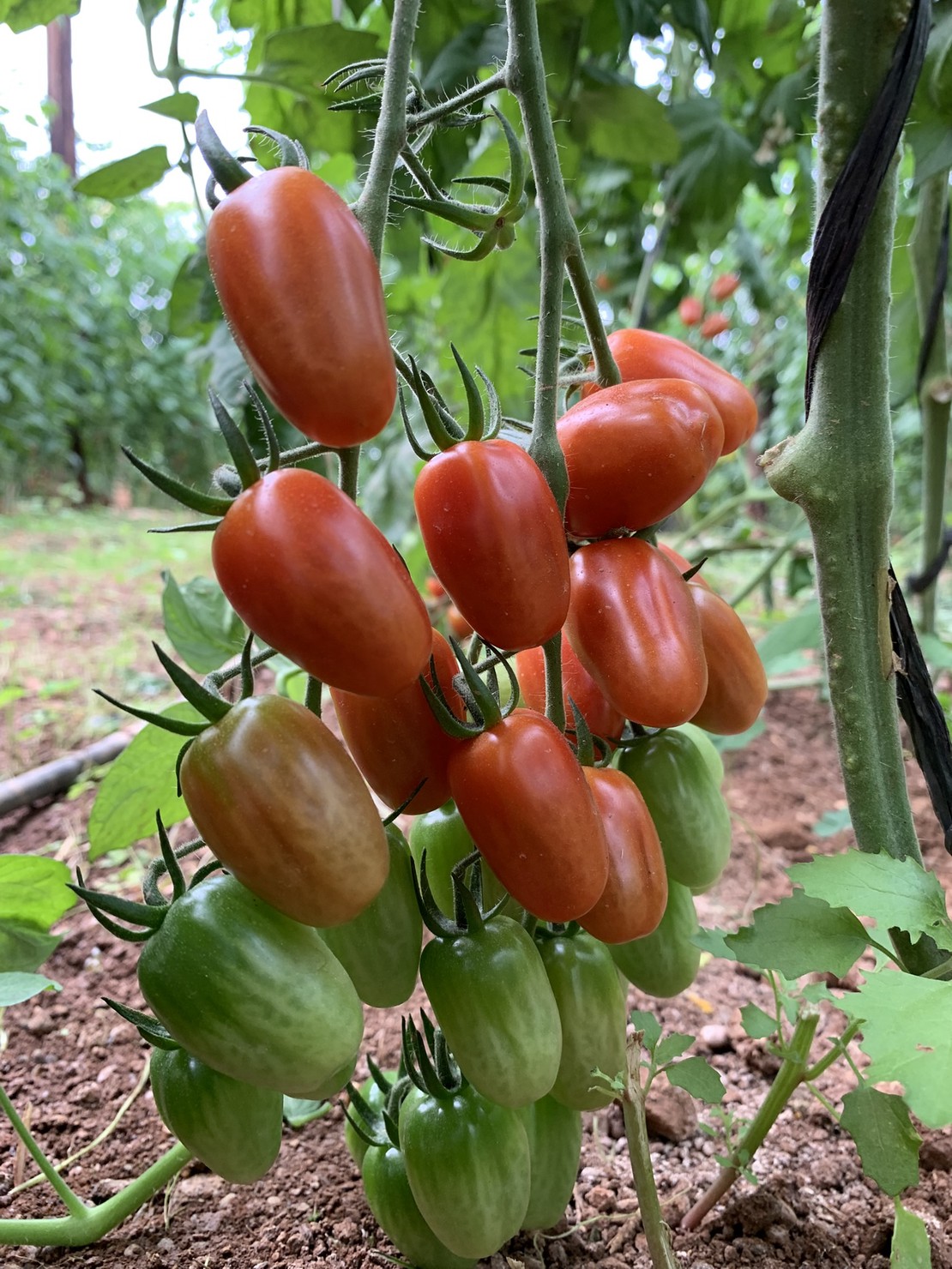 Tomate Cherry Ecológico