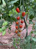 Tomate Cherry Ecológico thumbnail