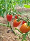 Tomate Cherry Ecológico thumbnail