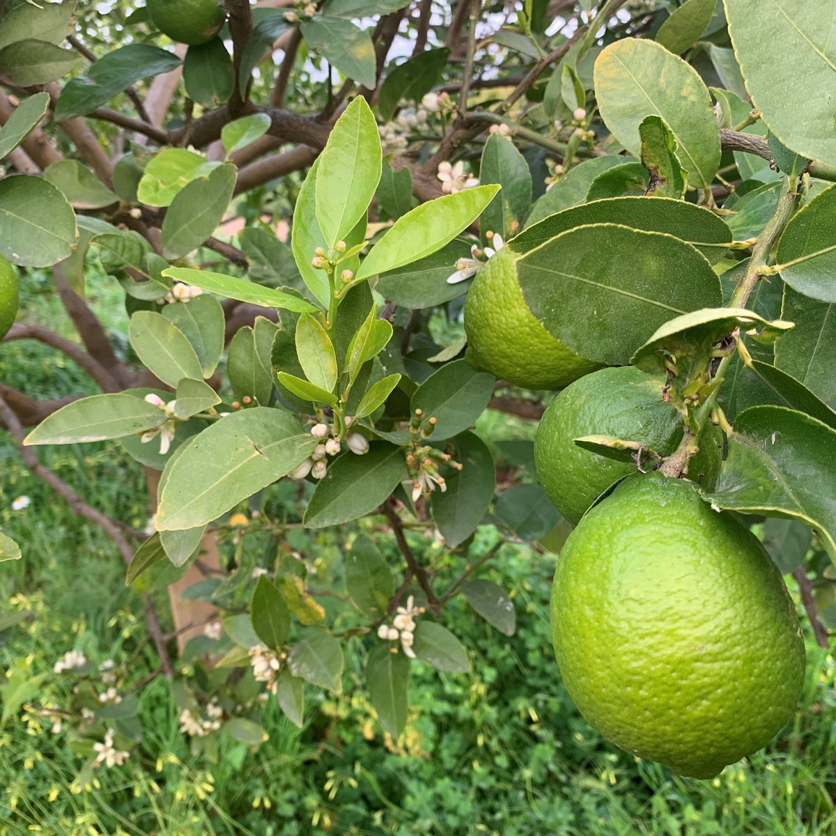 Limas Ecológicas