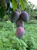 Mangos Ecológicos thumbnail