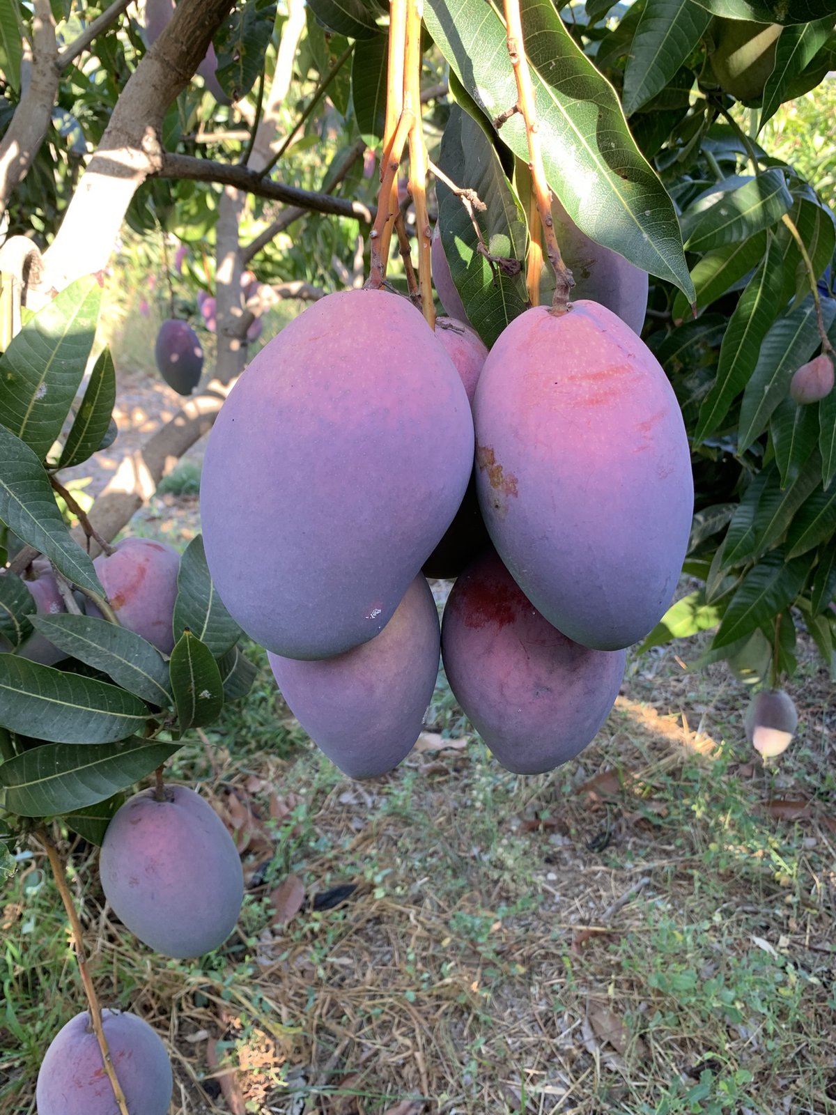 Mangos Ecológicos