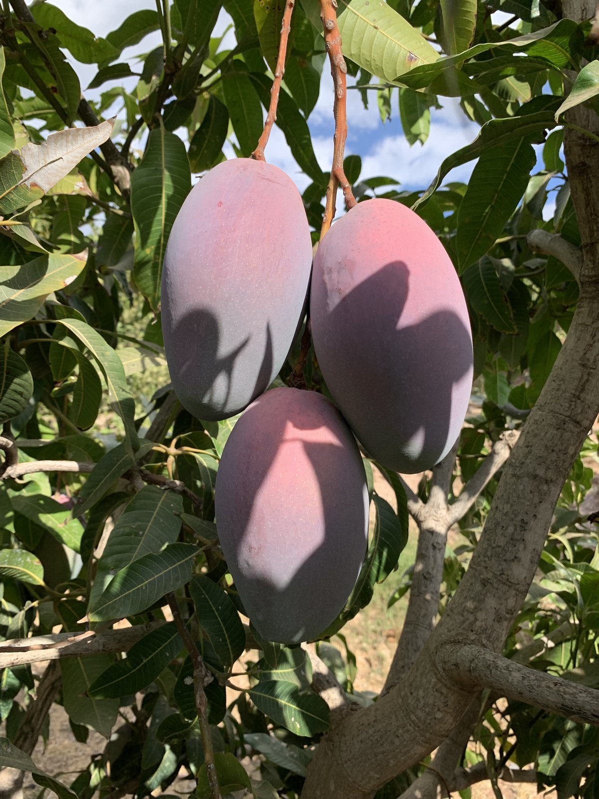Mangos Ecológicos
