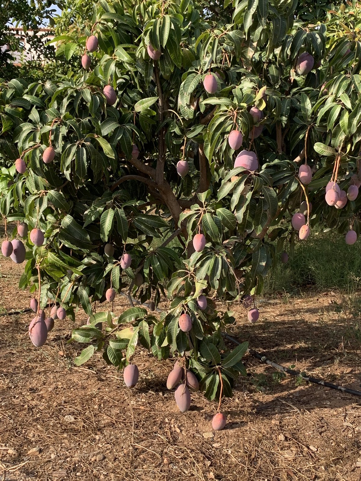Mangos Ecológicos