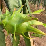 Pitaya Blanca thumbnail