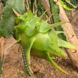 Pitaya Blanca thumbnail