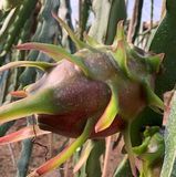 Pitaya Blanca thumbnail